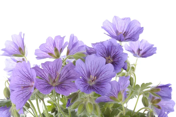 Violette Blüten über weißem Hintergrund — Stockfoto