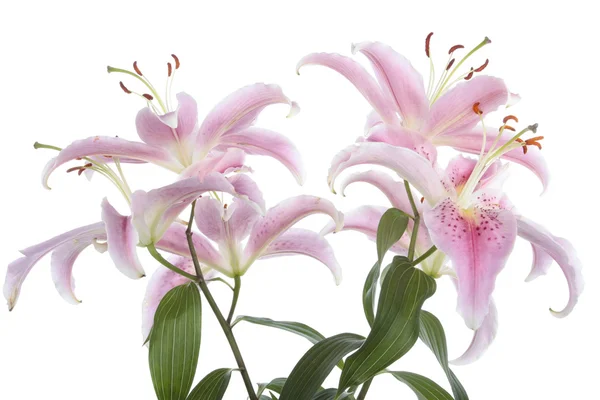 Pink lilies flowers — Stockfoto