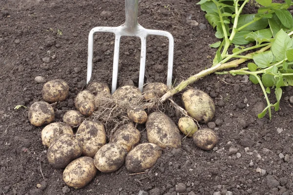 Friskgravede kartofler afgrøde - Stock-foto