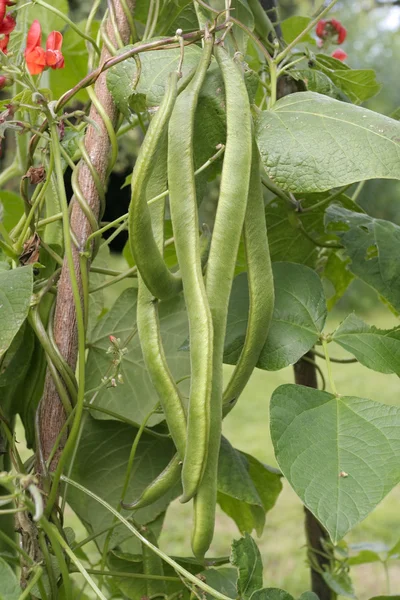 Runner beans growing on vine — Stock Photo, Image