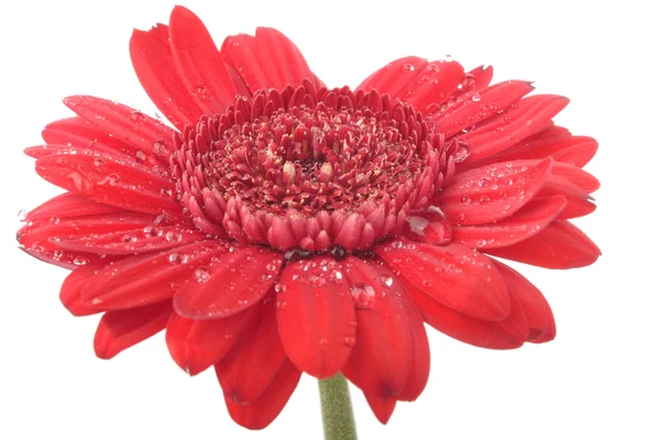 Růžová gerbera květiny izolovaných na bílém pozadí — Stock fotografie