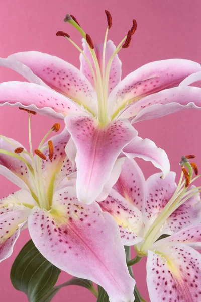 Pembe bir arka plan üzerinde pembe lily çiçek — Stok fotoğraf