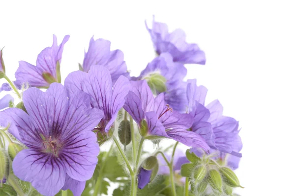 Fleurs violettes sur fond blanc — Photo