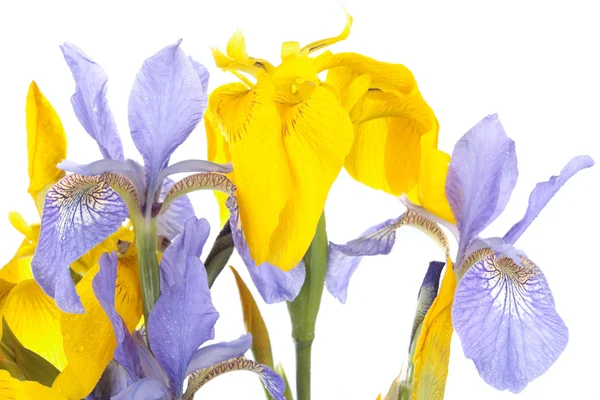 Iris bloemen op witte achtergrond — Stockfoto