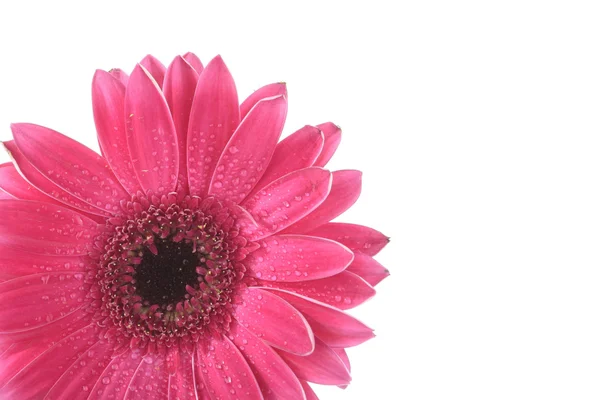 Flor gerbera rosa aislada sobre fondo blanco — Foto de Stock