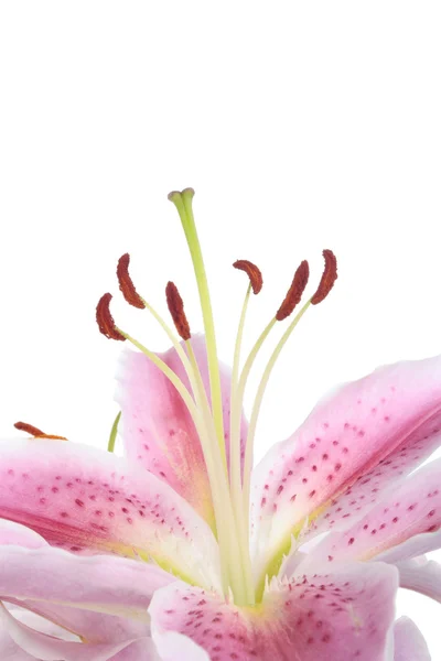 Rosa Lilja blomma över vita b AKGRUND — Stockfoto