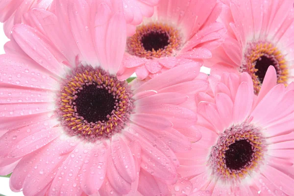 白い背景に孤立したピンクのガーベラの花 — ストック写真