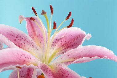 Pink lily flower over blue background clipart