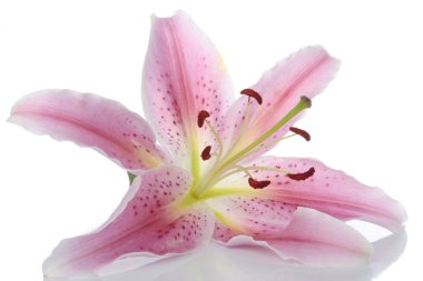 Pink lily flower over white background clipart