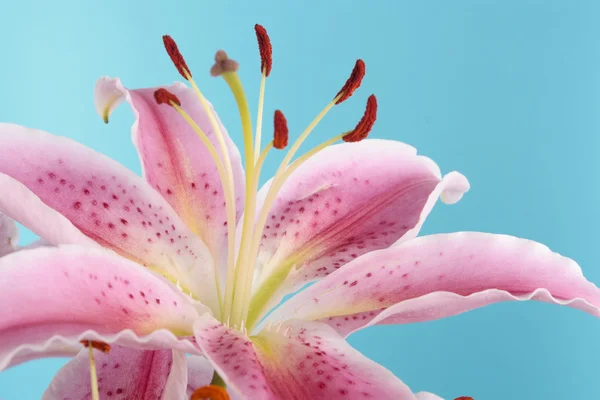 파란색 배경 위에 핑크 백합 꽃 — 스톡 사진