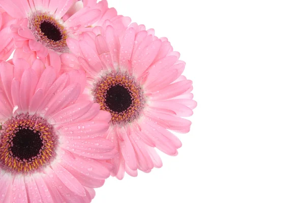 Розовый цветок гербера изолированы на белом фоне — стоковое фото