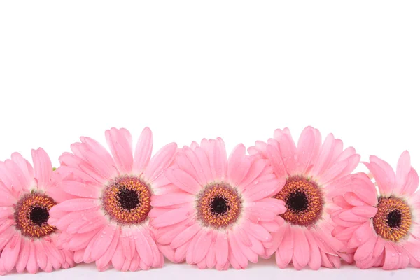 Gerbera rosa fiori isolati su sfondo bianco — Foto Stock