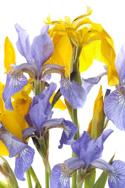 Iris květiny nad bílým pozadím — Stock fotografie