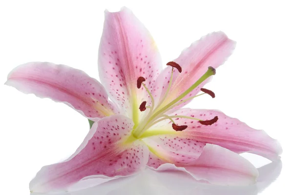 白地にピンクのユリの花 — ストック写真