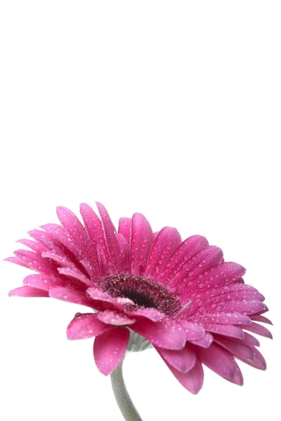 Flor gerbera rosa aislada sobre fondo blanco —  Fotos de Stock