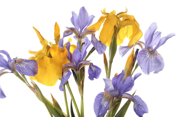 白い背景の上の紫色のアイリスの花のクローズ アップ — ストック写真