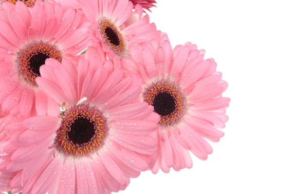 Flor gerbera rosa aislada sobre fondo blanco — Foto de Stock