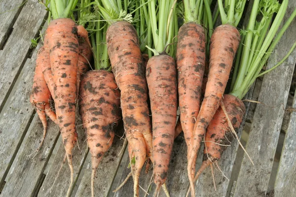 Freshly dug out organic carrots bunch detail — Stock Photo, Image