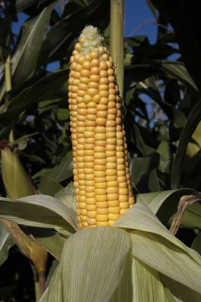 Primeros planos de mazorca de maíz madura creciendo al sol — Foto de Stock