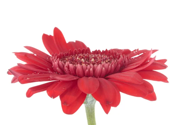 Červená gerbera fialové květiny izolované na bílém — Stock fotografie