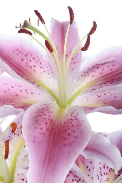 Рожева квітка лілії на білому тлі — стокове фото