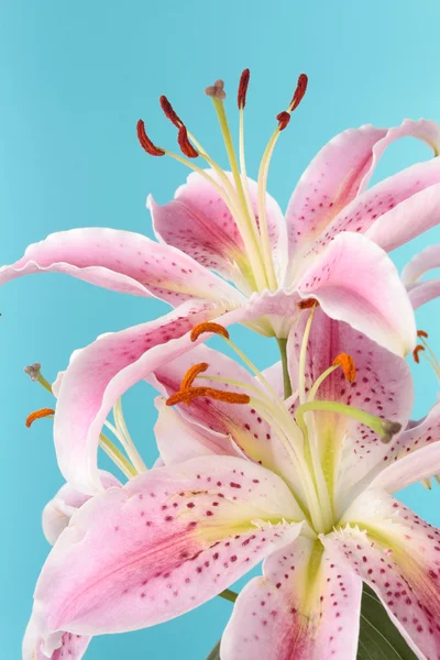 青い背景上のピンクのユリの花 — ストック写真
