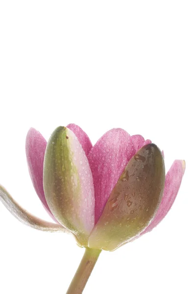 Beyaz arka plan üzerinde pembe lily çiçek — Stok fotoğraf