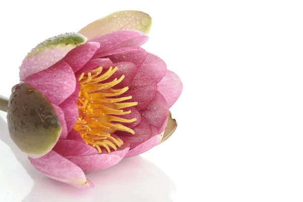 Pink waterlily flower over white — Stock Photo, Image