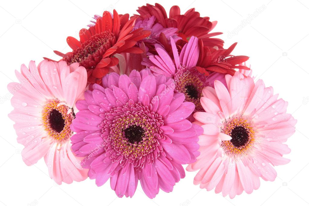 Red purple Gerbera flowers isolated on white