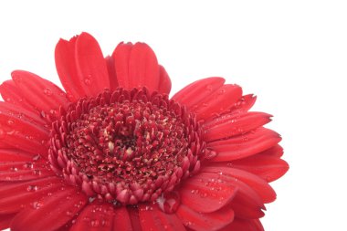 Red purple Gerbera flowers isolated on white clipart