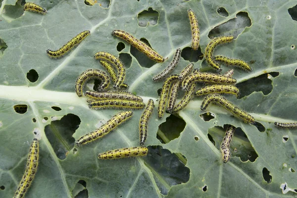 Zelný list s caterpillas škůdci — Stock fotografie