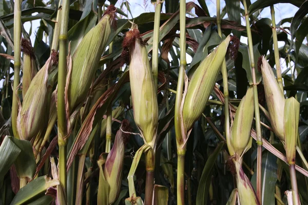 Ripe corn cob growing in crop field — Stock Photo, Image