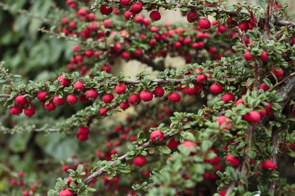 Mogna röda bär buske i höst — Stockfoto