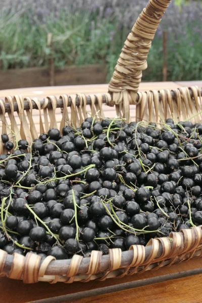 stock image Ripe Black currants on willow basket