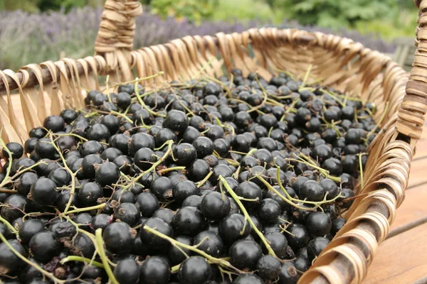 Mogna svarta vinbär på willow korg — Stockfoto
