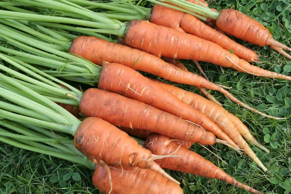 Freshly dug out organic carrots bunch detail — Stock Photo, Image