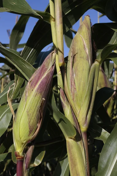 Стиглі кукурудзяні коби крупним планом ростуть на сонці — стокове фото