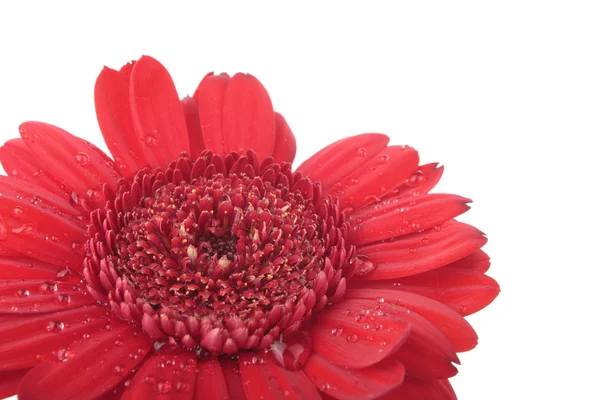 Czerwony fioletowy gerbera kwiaty na białym tle — Zdjęcie stockowe