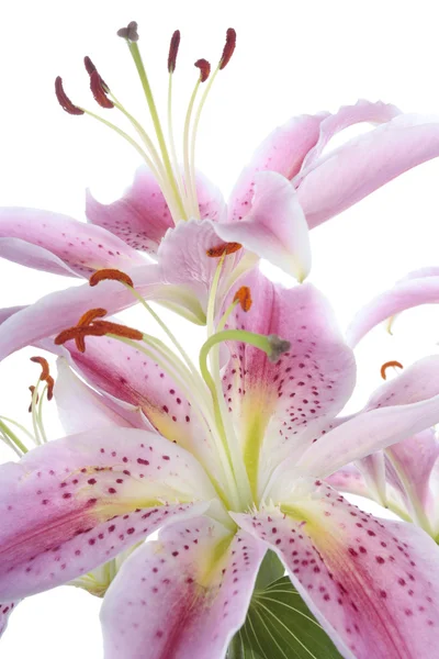 Pink lily květina nad bílým pozadím — Stock fotografie