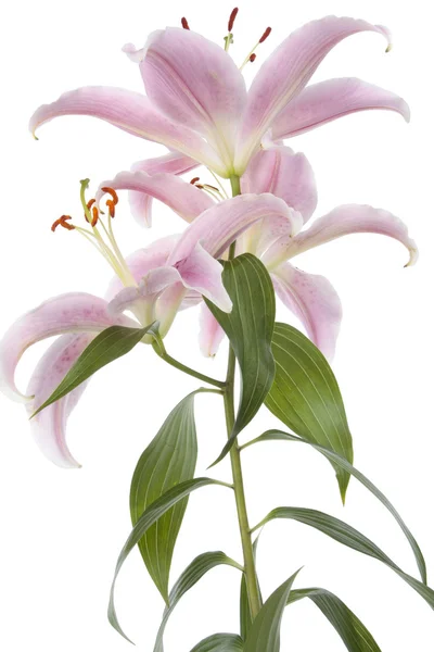 Pink lily flower over white background — Stock Photo, Image