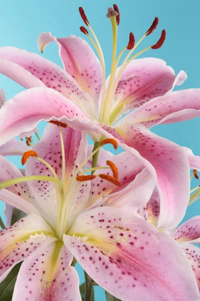 青い背景上のピンクのユリの花 — ストック写真