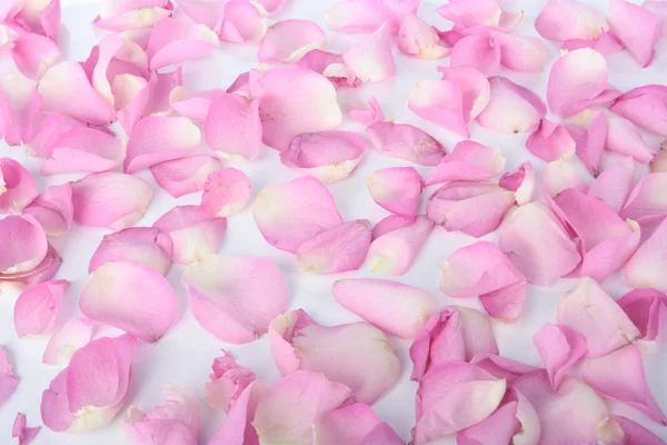 Bloemblaadjes van roze rozen op witte achtergrond — Stockfoto
