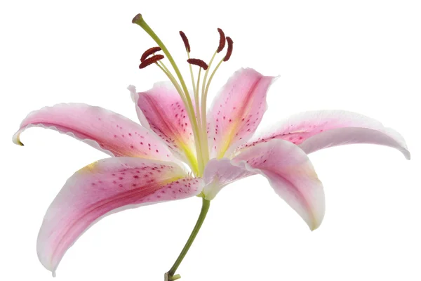 흰색 배경 위에 핑크 장미 꽃다발 — 스톡 사진