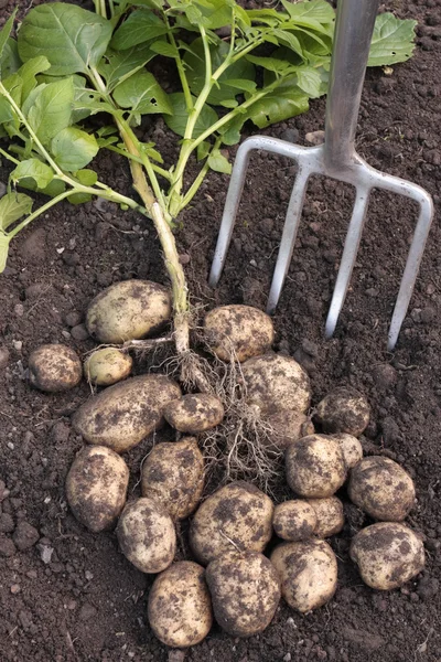 Frisch gegrabene Kartoffeln auf dem Boden Stockbild