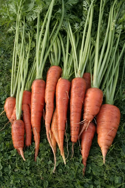 Freshly picked up carrots on grass — Stock Photo, Image