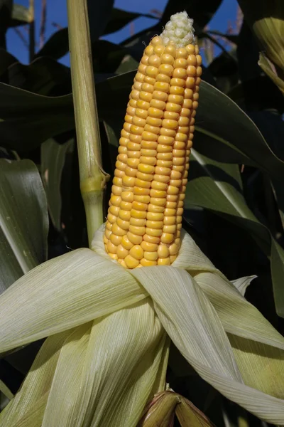 Érett kukorica csutka — Stock Fotó