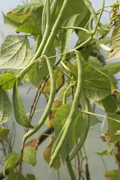 Свежесобранное французское растение из зеленой фасоли — стоковое фото