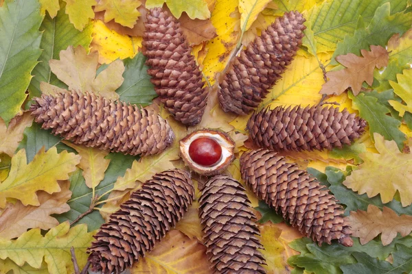 Selección de castañas y piñas de otoño sobre hojas —  Fotos de Stock