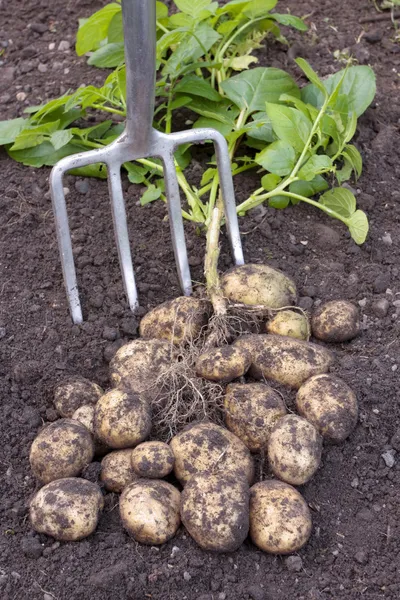 Batatas recém-cavadas lavoura no chão — Fotografia de Stock
