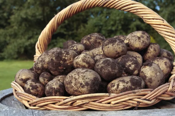 Récolte de pommes de terre fraîchement creusée sur le panier — Photo
